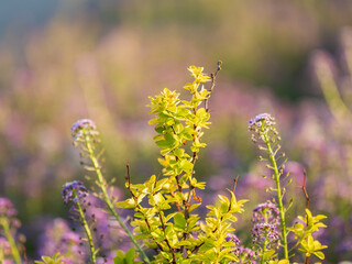 Nature of green leaf in garden at summer. Natural green leaves plants using as spring background cover page environment ecology