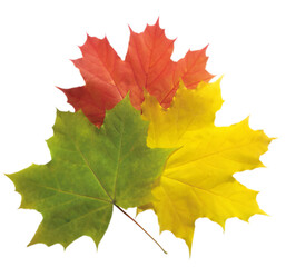 Naklejka na ściany i meble autumn leaves on transparent background