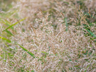 Yellow reed in the field. Bright natural background with sunset. Selective soft focus of beach dry grass and reeds