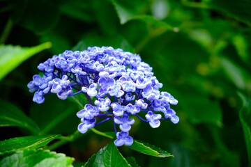 夏の始まりを告げる紫陽花