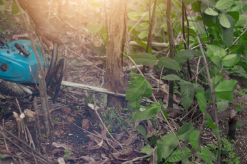 sawing an old tree in a forest. An employee saws a tree with a chainsaw, an old saw in the hands of a person cuts down a cashew tree.