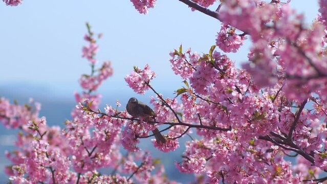 Japanese brown-eared bulbul and Kawazu cherry blossoms at Nishihirahata park