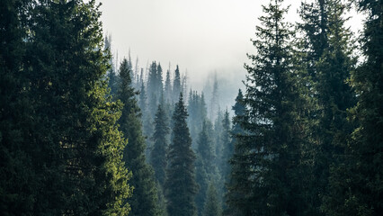 the mysterious forest. forest in the fog