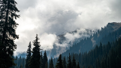 the mysterious forest. forest in the fog