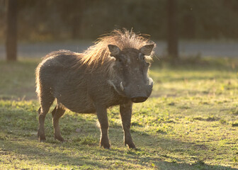 Fototapeta premium A backlit warthog surveys his surroundings belligerently at a game camp in South Africa.