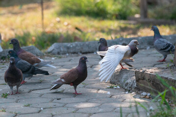 The pied imperial pigeon, Ducula bicolor is a relatively large, pied species of pigeon