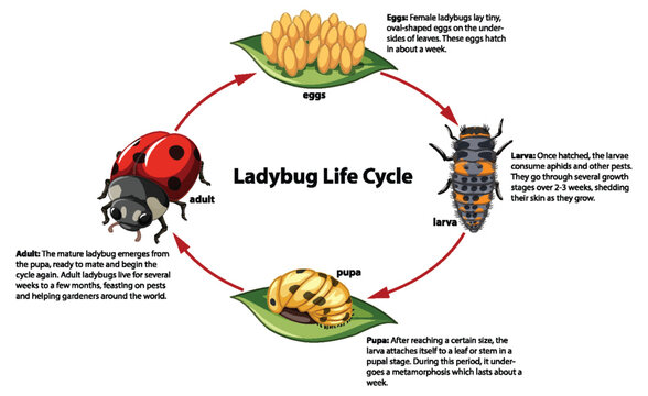 Ladybug Life Cycle: A Biology Study