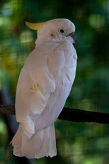 The yellow crested cockatoo, Cacatua sulphurea also known as the lesser sulphur crested cockatoo