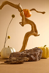 Photography with autumn concept for advertising. A brown blocks of stone, pumpkins and dry branches with artistic curving shape decorated on brown background. Front view, space for display product