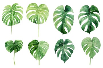 watercolor handdrawn abstract floral pattern template green background, exotic tropical wall with green monstera palm leaves on white. - obrazy, fototapety, plakaty