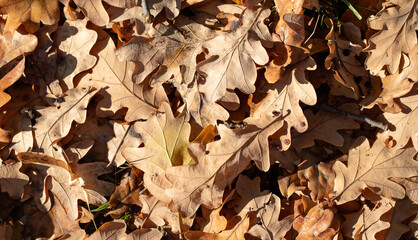 oak autumn leaves background with nature