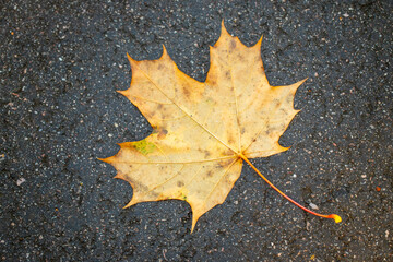 yellow autumn leaves on wet asphalt