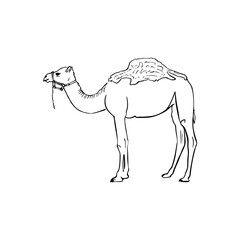 Vector sketch hand drawn silhouette of a camel, line art 