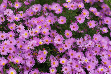 Aster blooms in late autumn and provides lots of pollen to the bees