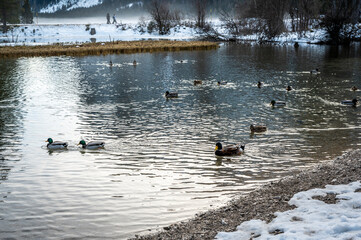 Lake Dobbiaco. Treasure chest among the Dolomites. Winter atmosphere.
