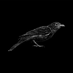 Yellow Tanager hand drawing vector isolated on black background.