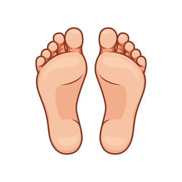 Foot soles illustration. Bare feet vector isolated on white background. Botom foot vector