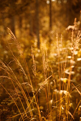 Fototapeta premium colorful herbs autumn natural background.