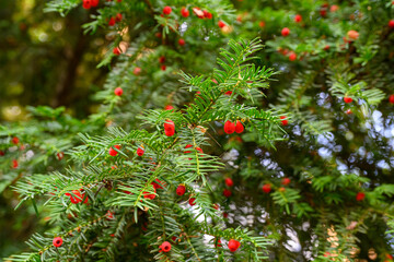 A yew with fruit, one of the most poisonous plants in europe