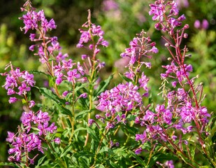 Naklejka premium Closeup of purple Fireweed flowers in Alaska