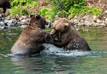 two bears wrestling in the water near rocks and a river