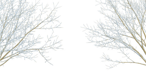 Fototapeta na wymiar branches of a tree in winter