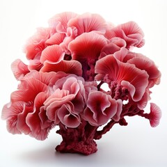 Full view Soft coralon a completely white background , wallpaper pictures, Background HD