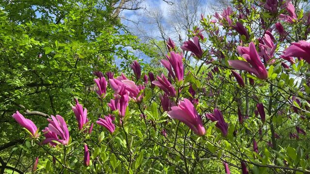 Spring flowers pink purple magnolia tulip tree in the garden.