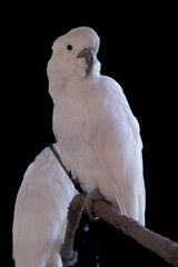 The yellow crested cockatoo, Cacatua sulphurea also known as the lesser sulphur crested cockatoo