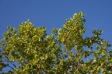 Fototapeta na wymiar Tree blue sky, tree top against blue sky on a sunny day. Green big tree. 