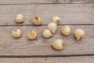 Bulbs of Striped Squill or Puschkinia libanotica on wooden table.