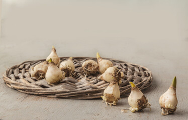 Bulbs of grape hyacinth or Muscari against the background of a basket on a gray table. Selective focus, shallow depth of field