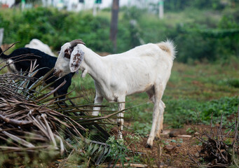 Obraz premium Goat Farm Eating Brown Dry Leaves