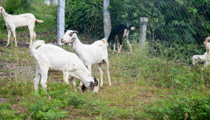 Obraz premium Goat farm eating leaves