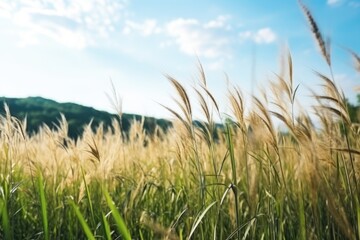vibrant field with tall grass swaying in wind