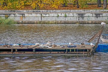 Ducks and seagulls sit on the river pier on an autumn day