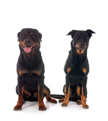 french shepherd and rottweiler
