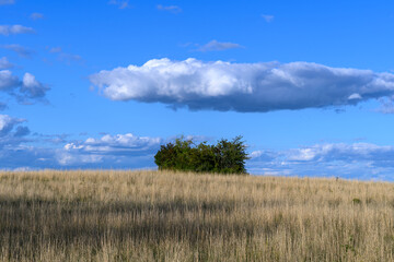 Fototapeta premium Green bush, with blue slightly cloudy sky and a yellow field