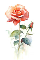 Obraz premium Red rose, watercolor background, isolated on white background
