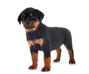 puppy rottweiler in studio
