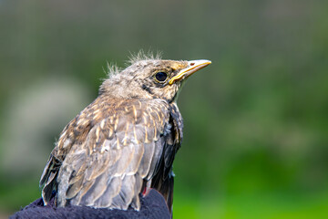 bird chick in hand on green background