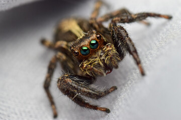 The Euophrys Brown jumping spider has iridescent green eyes., spider, insect, macro, animal, arachnid, isolated, nature, white, bug, brown, closwildlife, wild, close-up, scary, jumping, small, pho