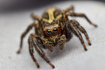 The Euophrys Brown jumping spider has iridescent green eyes.
