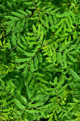 small light green leaves gathered together in the bushes It has branches and small leaves on the stem.