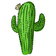 Cactus drawing
