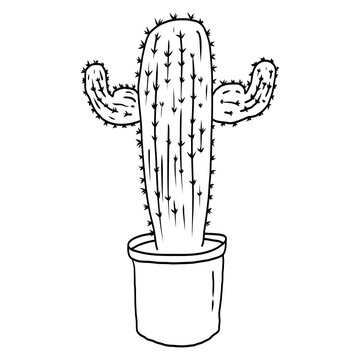 Cactus drawing