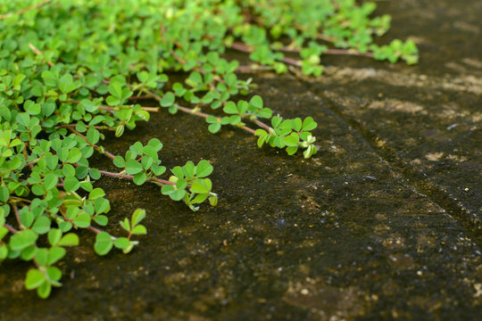 Desmodium triflorum has light green leaves. Grows on wet cement floors and contains algae
