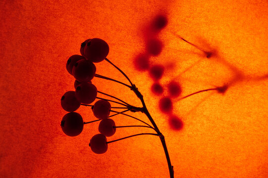 branch of berris on orange background