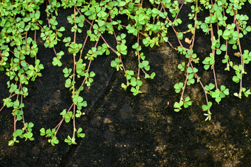 Desmodium triflorum has light green leaves. Grows on wet cement floors and contains algae