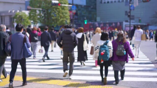 Large crowds of people walking Shibuya's scramble crossing